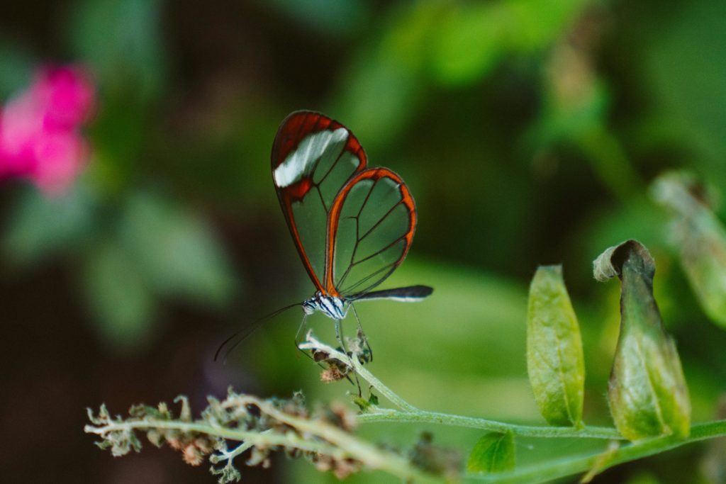 papillon